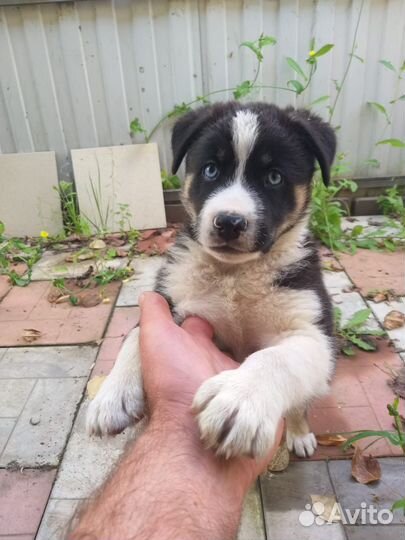 Щенок Хаски