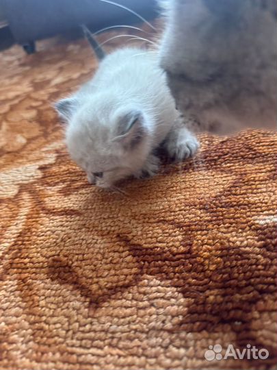 Отдаем котят в добрые руки
