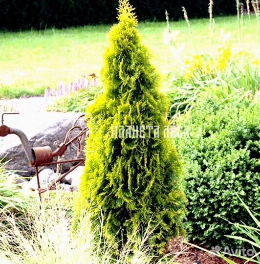 Туя западная Голден Смарагд Морозостойка