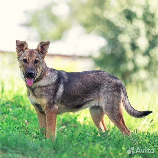 Щенок в дар