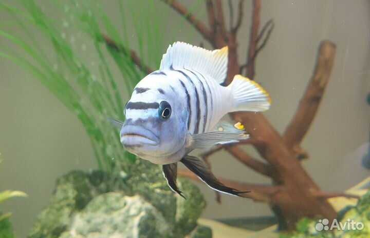 Цихлиды оз. Малави Яло Риф