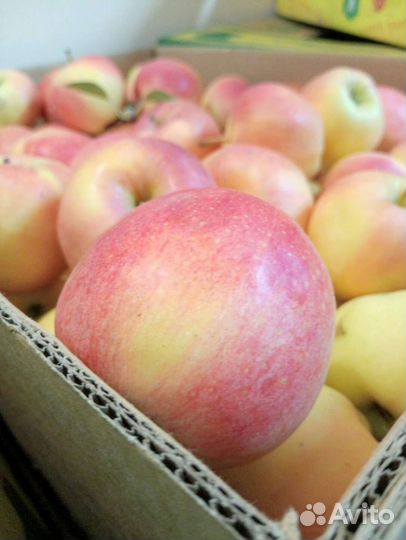 Яблоки оптом