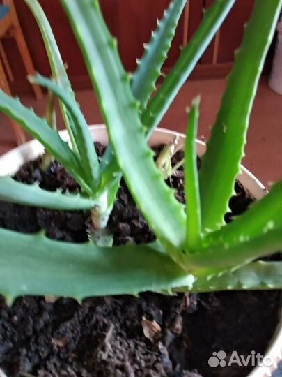 Продам алоэ