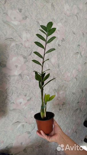 Замиокулькас