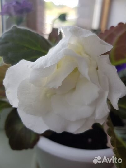 Глоксиния сортовая, укоренённые листы