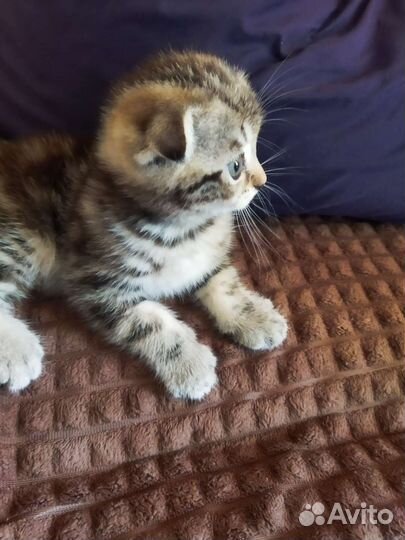 Шотландский Котик
