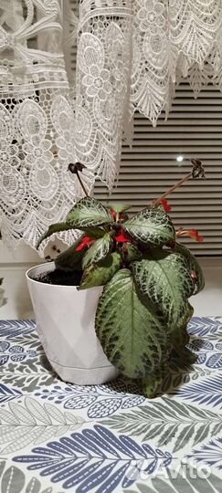 Комнатные растения цветы