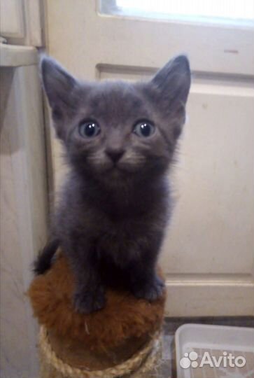 Домашний котёнок