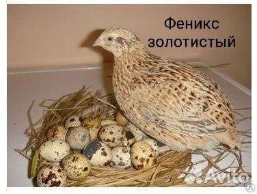 Яйца перепелиные инкубационные