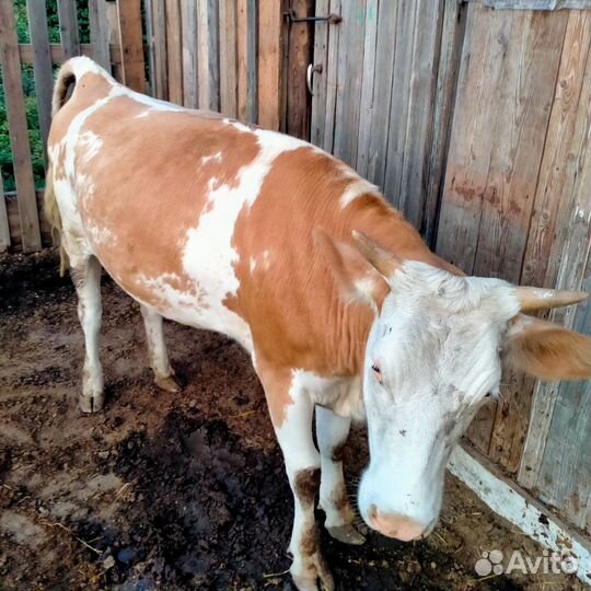 Продажа крс обмен на овец