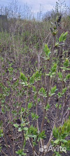 Сирень обыкновенная