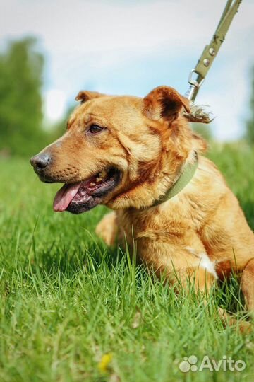 Собака трусишка Тибет приют Некрасовка