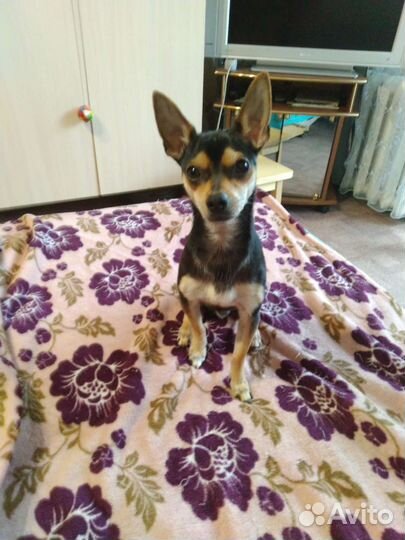 Вязка той-терьер