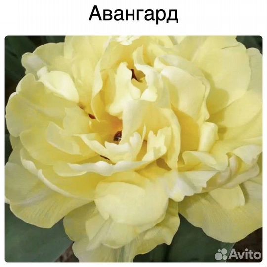 Пионовидные тюльпаны-микс