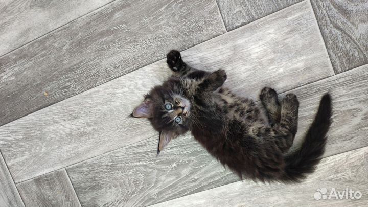 Котята мейн-кун