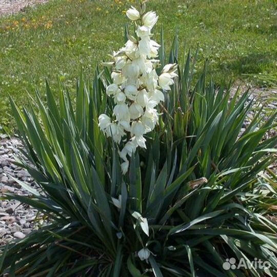 Мак, Книфофия, Примулы, Жимолость, Юкка