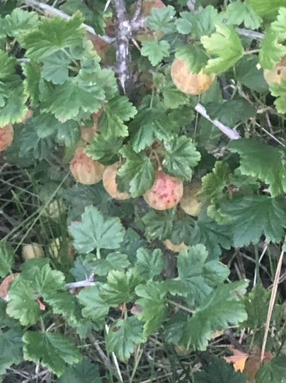 Участок 10 сот. (СНТ, ДНП)