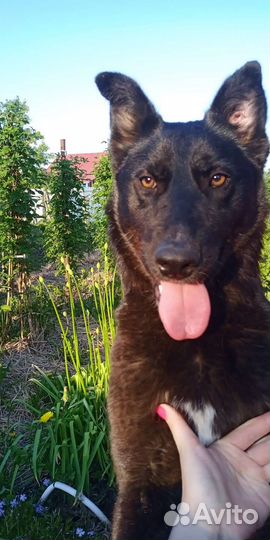 Собака В дом