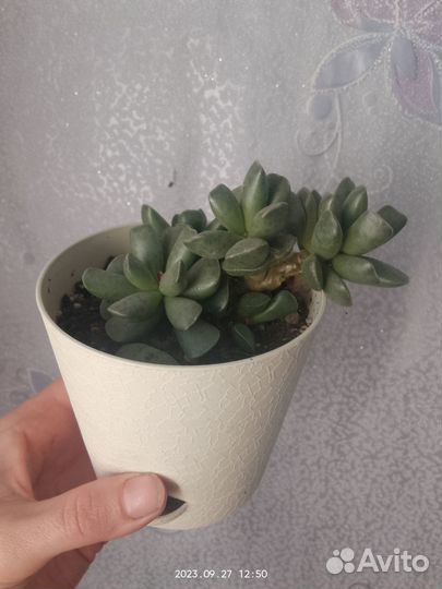 Кактусы и суккуленты