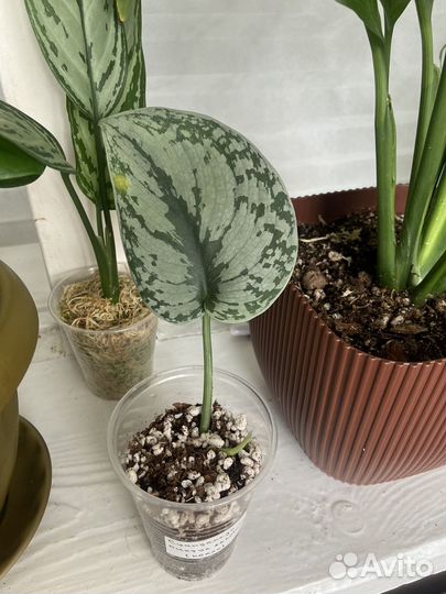 Сциндапсус экзотика