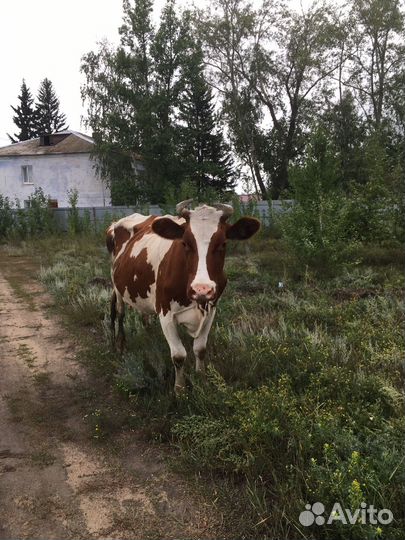 Корова высокоудойная 25 литров