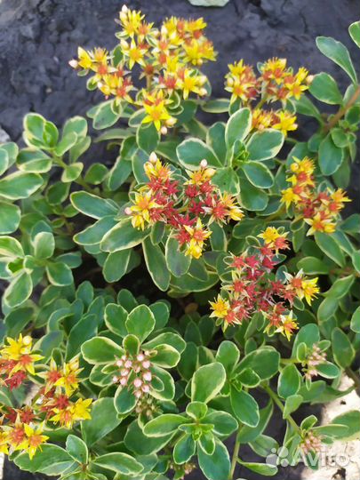 Гвоздика махровая почвопокровная и травянка. Флокс