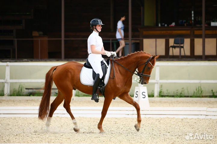 Выездковый мерин