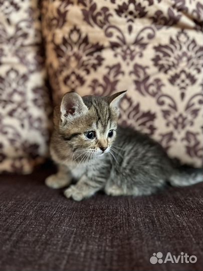 Отдам в добрые руки котят(девочки)