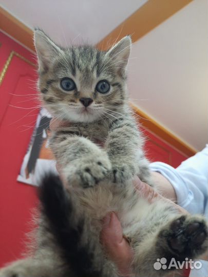 Девочка ищет дом