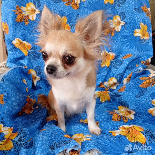 Взрослая девочка