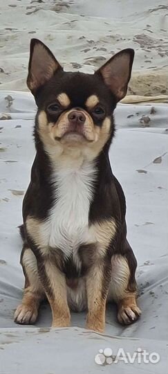 Вязка кобель чихуахуа