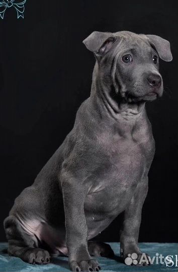 Тайский риджбек щенки