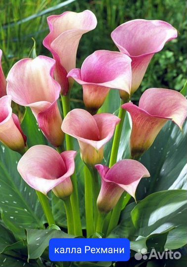 Каллы разные