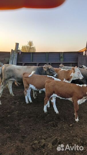 Продаётся бычки и тёлки