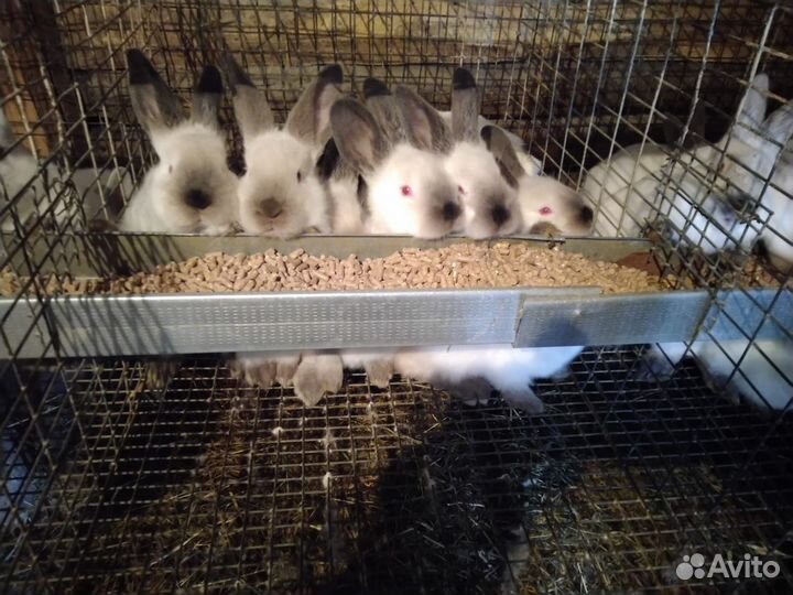 Племенные кролики 