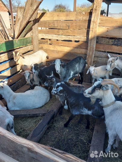 Продаётся козы