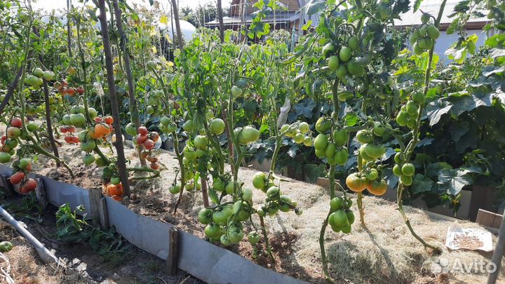 Семена коллекционных томатов-400сортов