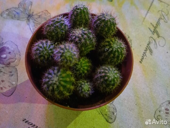 Кактус