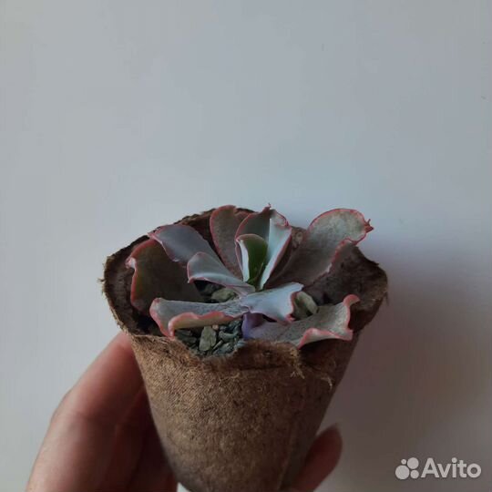 Суккуленты набор 1