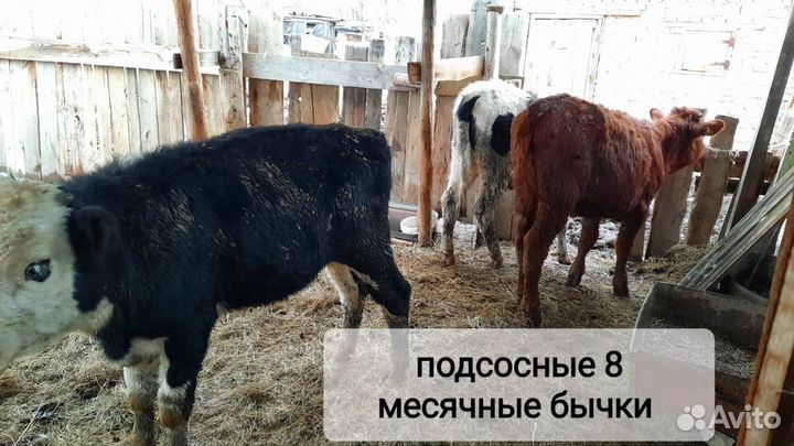 Коровы дойные молочные, бычки, тёлки
