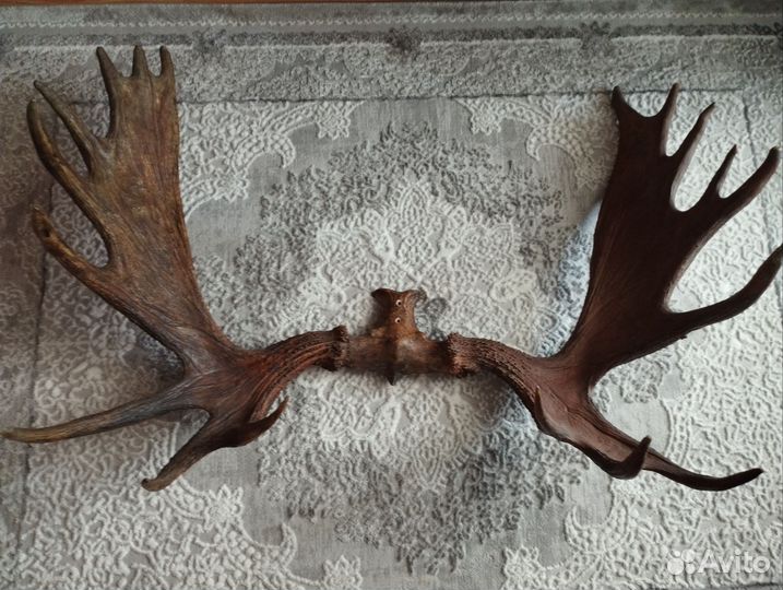 Продам рога лося