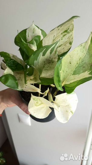 Эпипремнум Хэппи Лиф