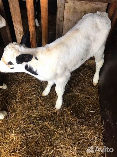 Телята бычки тёлочки бесплатная доставка