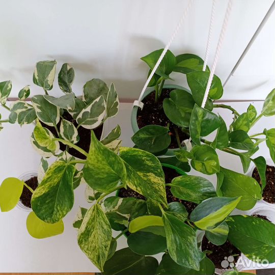 Сциндапсусы