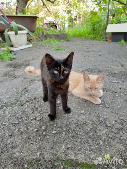 Кошечка в добрые руки