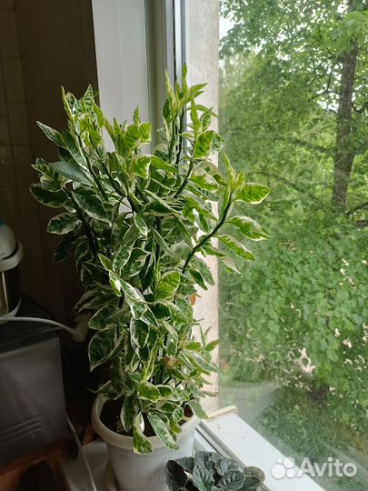 Педилантус