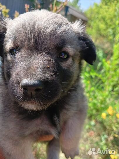 Щеночки ищут верных друзей