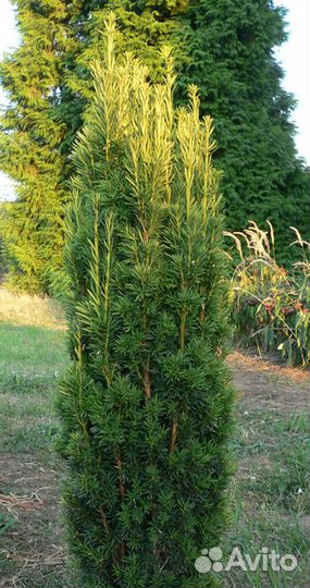 Тисс ягодный 