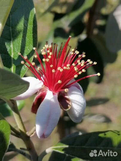 Экзотические плодовые растения