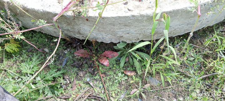 Старый Люк-Дно для канализации